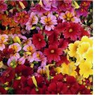 500 SEEDS Painted Tongue SUPERBISSIMA Mix HEIRLOOM salpiglossis Non-GMO