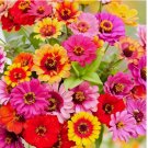 200 SEEDS Zinnia CAROUSEL MIX Carnival Colors HeirloomLarge 4" Blooms! Non-GMO