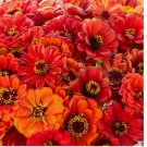 200 SEEDS Zinnia ORIOLE Double Orange Songbirds Butterflies Hummingbirds Non-GMO