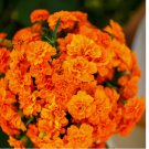 100 SEEDS French Marigold TANGERINE DOUBLE DWARF Beneficial Plant Non-GMO
