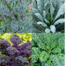 200 SEEDS KALE GARDEN BLEND 4 Types Heirloom MicroGreens Saute Healthy Non-GMO
