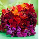 100 SEEDS Wallflower PASSION MIX Red Orange Fragrant Biennial Pollinators NonGMO