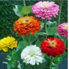 200 SEEDS Zinnia elegans DAHLIA Flowered Mix Hummingbirds Pollinators Non-GMO