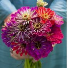 100 SEEDS Zinnia METEOR SHOWER Mixed Colors 5" Flowers Hard to Find USA Non-GMO