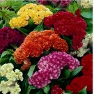 500 SEEDS Celosia CRISTATA Mixed Cockscomb Dried Flowers Cutflowers Non-GMO