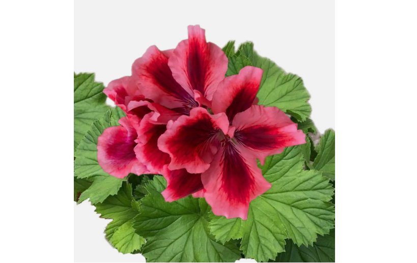 Packet Geranium 100 Seeds - Fragrant