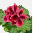 Packet Geranium 100 Seeds - Fragrant