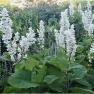 200 SEEDS Clary Sage WHITE SWAN Salvia Birds Butterflies Pollinators Non-GMO