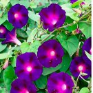 25 SEEDS Morning Glory KNOWLIANS BLACK Rare Vine Hummingbirds Love Non-GMO