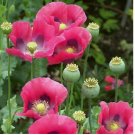 1000 SEEDS Poppy PEPPERBOX Pink/Purple Culinary Grade Large Blooms Non-GMO