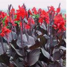 Tropicana Black Canna Lily 50 Seeds. Perennial. Organic