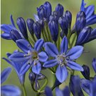 Lily of the Nile Blue Agapanthus African Lily 30 SEEDS