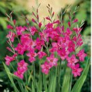 Byzantine Gladiolus 20 Seed - Gladiolus communis - Beautiful Species Sword Lily
