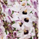 20 SEEDS Ixia Blue Bird Plant Bulbs Spring Summer Blooms