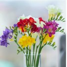 15 SEEDS Freesia Singles Mix Plant Bulbs, Fragrant Flowers in Spring