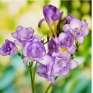 15 SEEDS Freesia Double Blue Plant Bulbs, Fragrant Flowers in Spring