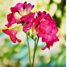 15 SEEDS Freesia Double Pink Plant Bulbs, Fragrant Flowers in Spring
