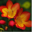 15 SEEDS Freesia Single Bicolor Plant Bulbs, Fragrant Flowers in Spring
