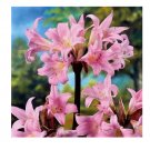 3 SEEDS Belladonna Lily Pink Plant Bulbs Outdoor