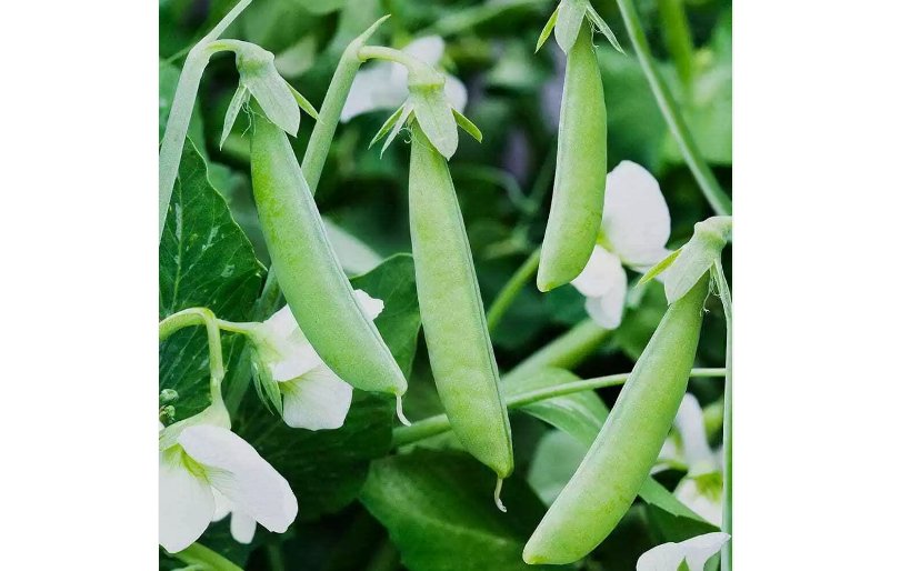 Sugar Ann Snap Pea 35 Seeds, Early and Compact, Heirloom, NON-GMO