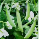 Sugar Ann Snap Pea 35 Seeds, Early and Compact, Heirloom, NON-GMO