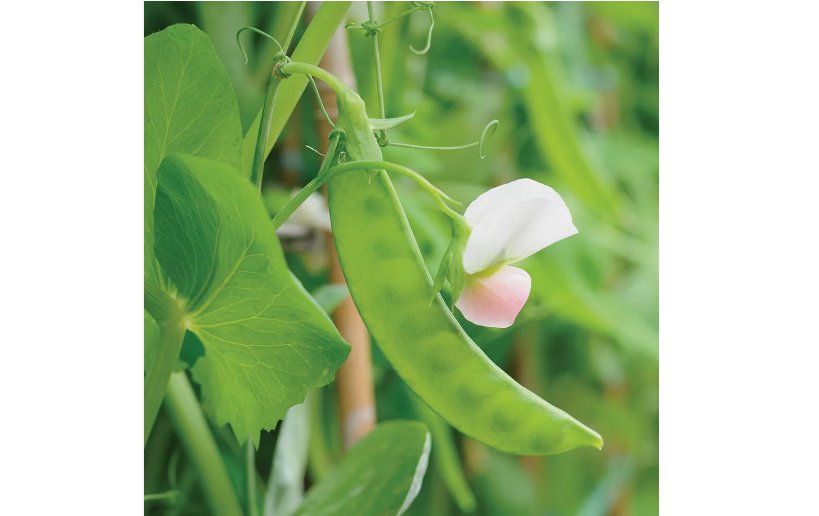 Dwarf Grey Sugar Snow Pea 20 Seeds, NON-GMO