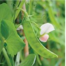 Dwarf Grey Sugar Snow Pea 20 Seeds, NON-GMO