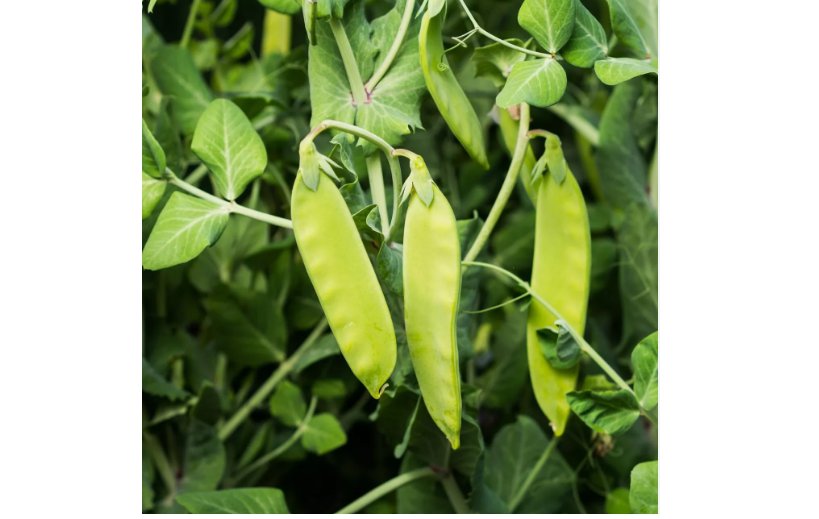 Oregon Sugar Pod II Snow Pea 25 Seeds, Heirloom, NON-GMO