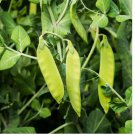 Oregon Sugar Pod II Snow Pea 25 Seeds, Heirloom, NON-GMO