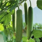 Luffa Chubby Pier Gourd 30 Seeds - Non-GMO