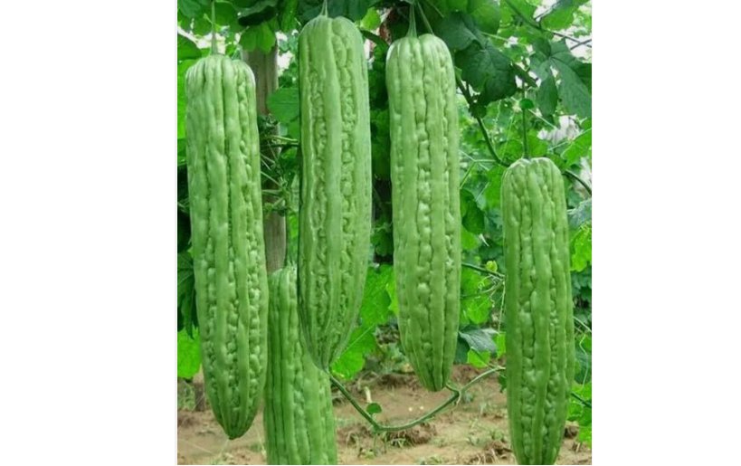 Bitter melon 20 Seeds Ku Gua Asian Vegetable