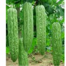 Bitter melon 20 Seeds Ku Gua Asian Vegetable