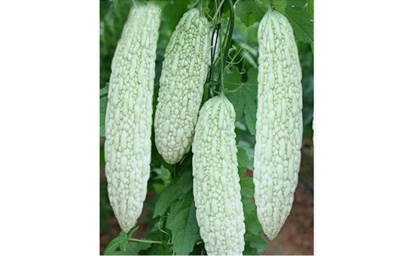 Bitter melon Seeds Ku Gua 10 Seeds Asian Vegetable