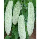 Bitter melon Seeds Ku Gua 10 Seeds Asian Vegetable
