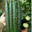 Asian Suyo Long Cucumber 60 Seeds - Heirloom, Non-GMO
