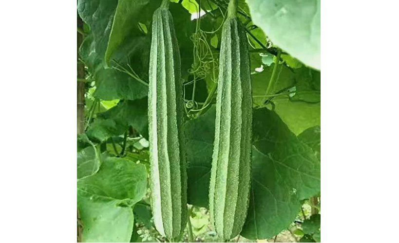 Ridged Sponge Gourd 10 Seeds