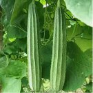 Ridged Sponge Gourd 10 Seeds