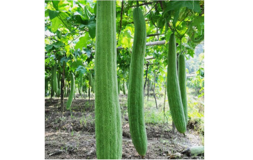 Super Long Luffa Gourd 30 Seeds - Non-GMO