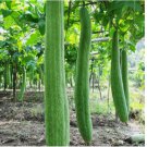 Super Long Luffa Gourd 30 Seeds - Non-GMO