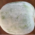 Wax Gourd 20 Seeds White Ash Gourd Winter Melon Dong Gua