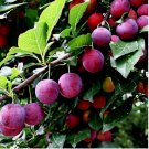 AMERICAN PLUM TREE 10 SEEDS (Prunus americana) Fast Fruit Flower Plant