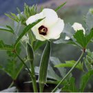 Cowhorn Okra 30 Seeds, NON-GMO