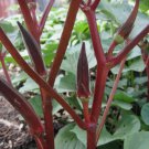 Red Burgundy Okra 50 Seeds, NON-GMO Red Burgundy Okra 50 Seeds, NON-GMO