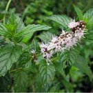 Spearmint Herb 400 Seeds, Mentha spicata, NON-GMO