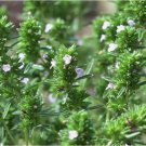 Common Thyme 3500 Seeds, Thymus vulgaris, NON-GMO