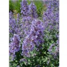 Catnip 300 Seeds, Nepeta Cataria, NON-GMO,
