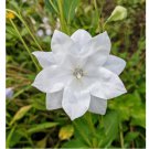Hakone White' Balloon Flower 50 Seeds