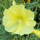 Russian Hollyhock 20 Seeds - Alcea rugosa - Tall Yellow Flowered Perennial