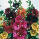 Hollyhock 50 Seeds Happy Lights Mix - Single Flowered Alcea ficifolia