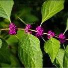 Organic 50 Seeds American Beautyberry, Perennial (Callicarpa) French Mulberry